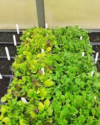 vegetables growing in greenhouse